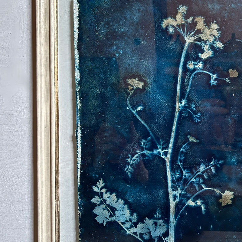 FRAMED CYANOPRINTS | BOTANICAL ARTWORK No: 8