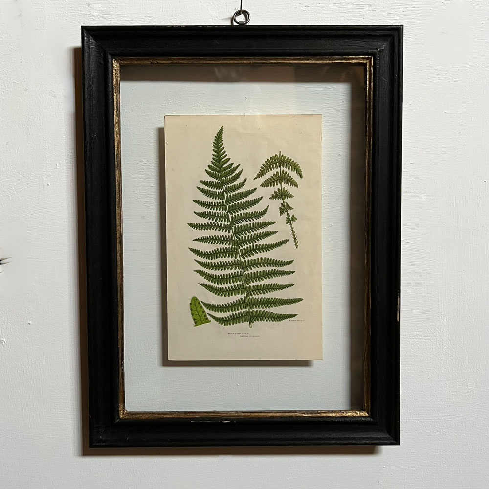 Antique framed fern print | 08