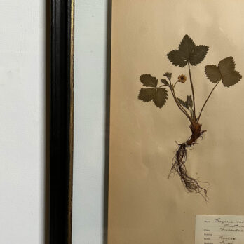 FRAMED BOTANICAL | VINTAGE PRESSED FLOWER ARTWORK No: 8