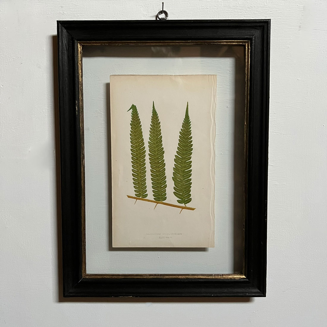 Antique framed fern print | 09