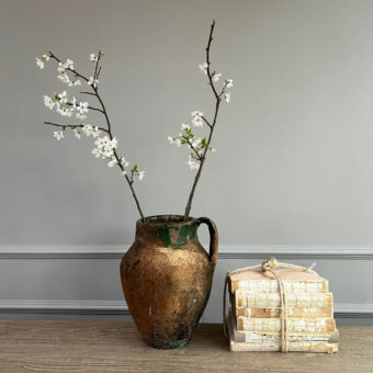 Antique Mediterranean Daphns