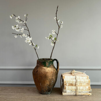 Antique Mediterranean Daphns